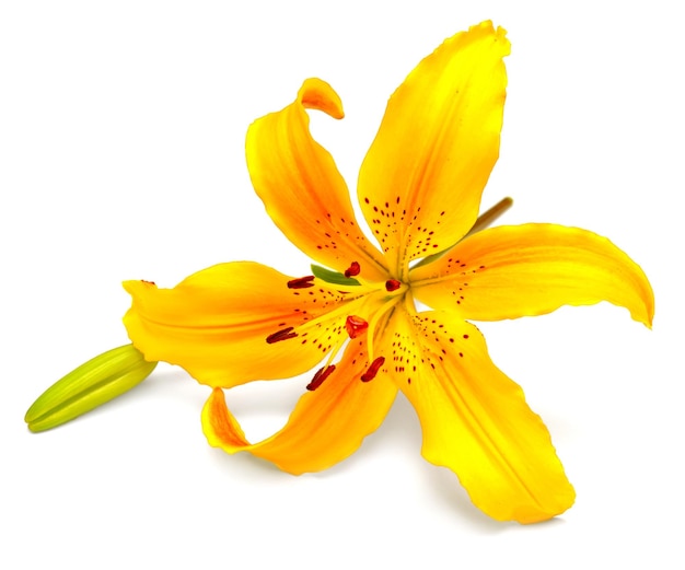 Flor de lírio amarelo com botões isolados em um fundo branco. As flores lembram uma estrela do mar