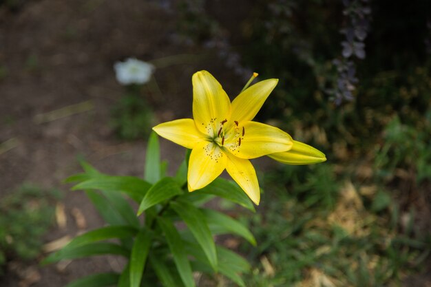 Flor de lírio amarelo em um fundo escuro.