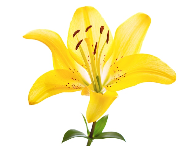 Flor de lírio amarelo isolada no branco