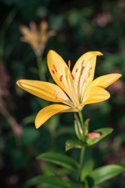 Flor de lírio amarelo sobre fundo verde