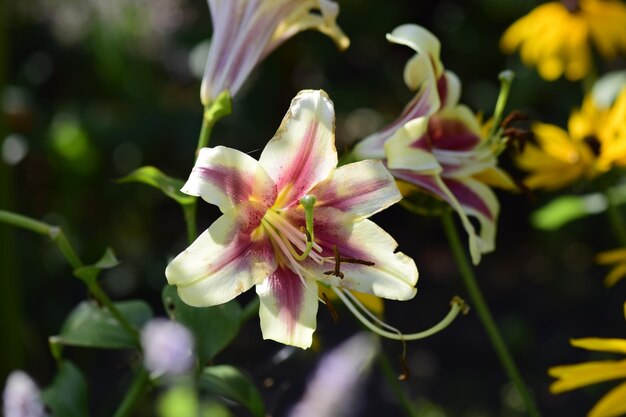 Flor de lírio branco com gotas de água nas pétalas Buquê floral de cor creme Fechar pétalas de flores após tempestade de chuva com gotas de orvalho