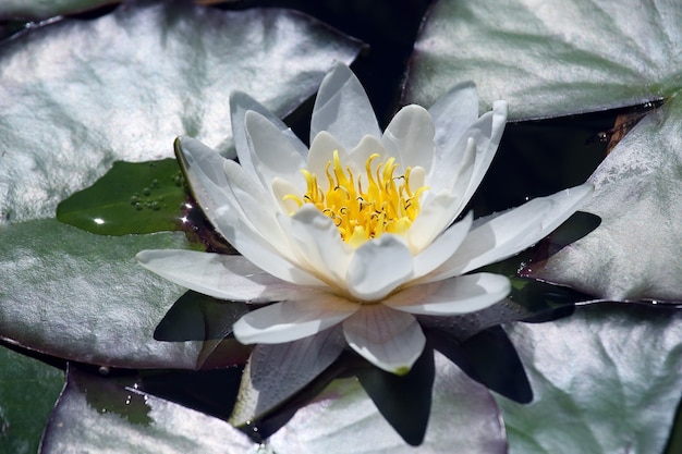 Flor de lírio branco com gotas de água