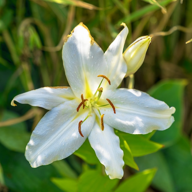 Flor de lírio branco de florescência Lilium.