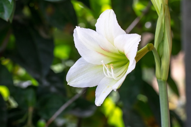 Flor de lírio branco em fundo verde natural, flor de Madonna Lilly, Stargazer lírio