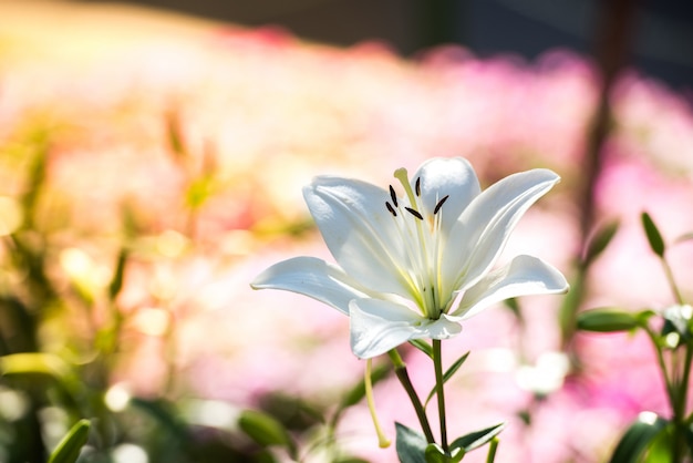 Flor de lírio branco no jardim com amarelo e rosa flores bokeh no fundo