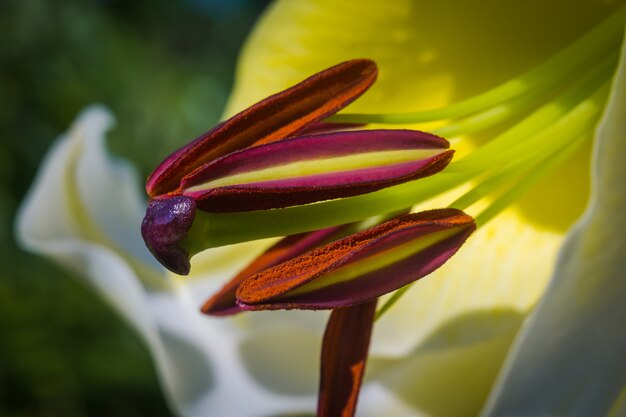 Flor de lírio branco