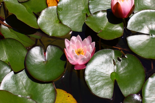 Flor de lírio broto entre folhas na água