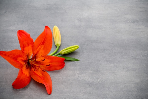 Flor de lírio com botões em um cinza