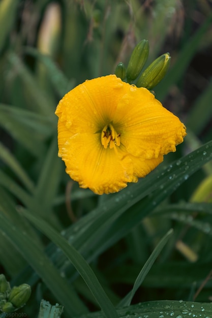 Flor de lírio com gotas de chuva Papel de parede de lírio pingos de chuva Closeup de uma flor de lírio com gotas de chuva nas pétalas Beleza na natureza Flores de verão Cartão de dia das mães Dia da mulher