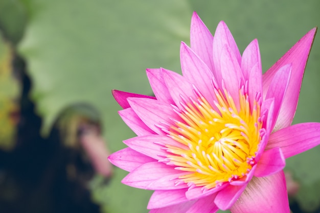 Flor de lírio d'água bonita na lagoa