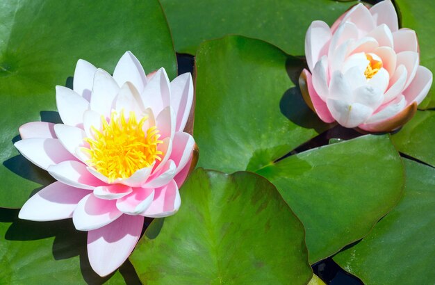 Flor de lírio-d'água-de-rosa no parque.