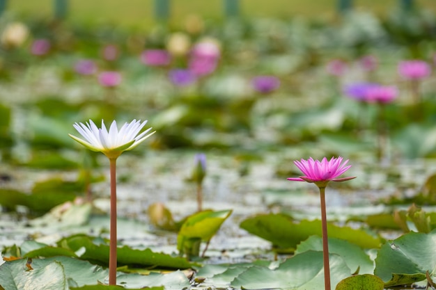 Flor de lírio de água bonita na lagoa