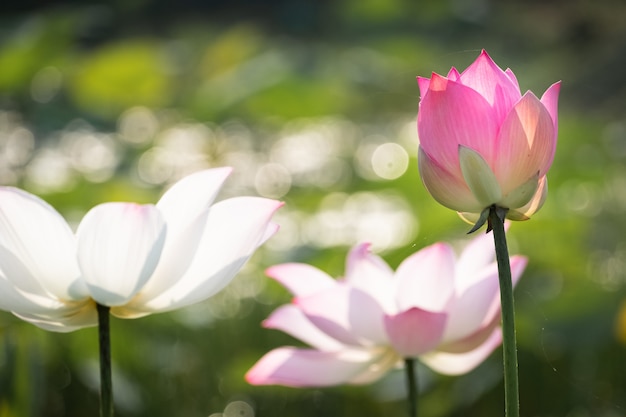 Flor de lírio de água bonita na lagoa