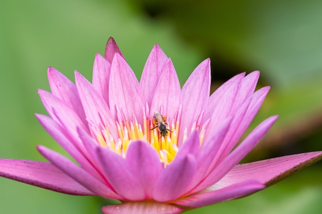 Foto flor de lírio de água bonita na lagoa