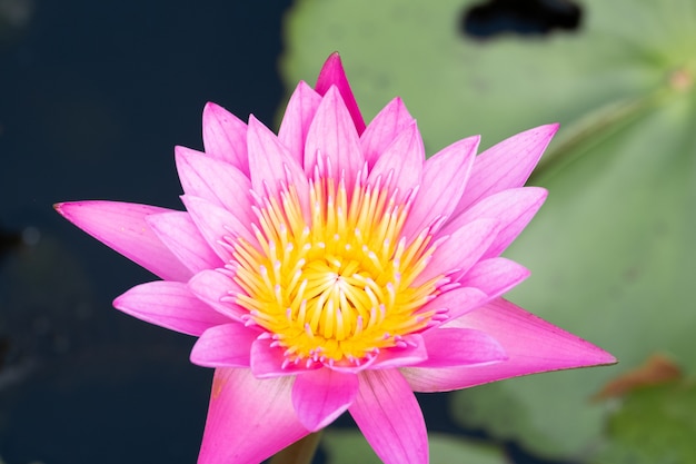 Foto flor de lírio de água bonita na lagoa