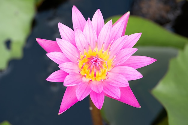 Flor de lírio de água bonita na lagoa