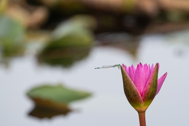 Flor de lírio de água bonita na lagoa