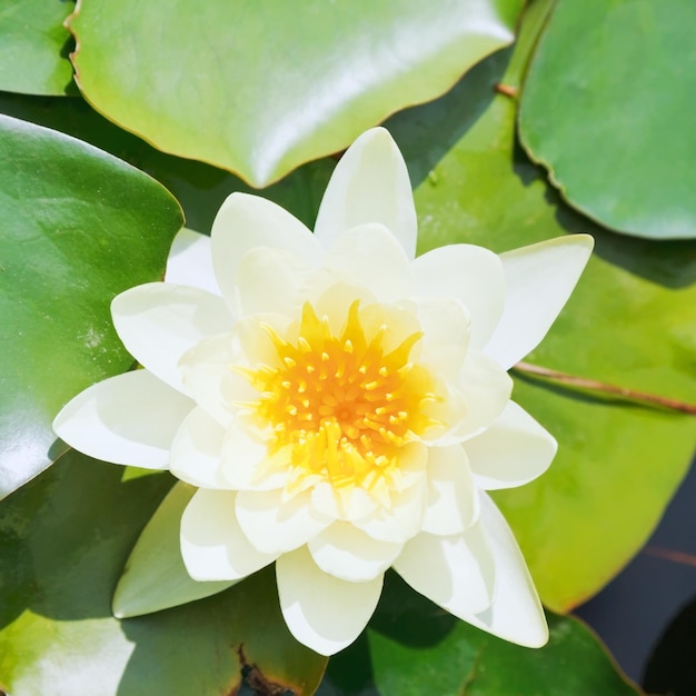 Flor de lírio de água branca com folhas verdes
