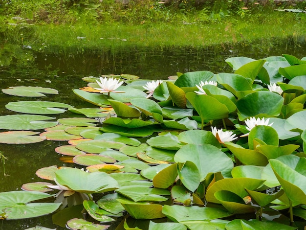 Flor de lírio de água de beleza com folhas verdes no velho lago Link bloomSummer background