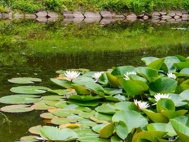 Flor de lírio de água de beleza com folhas verdes no velho lago Link bloomSummer background