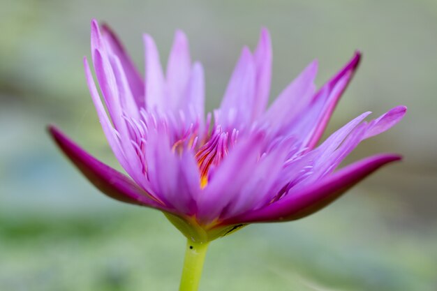 Flor de lírio de água de lótus rosa close-up