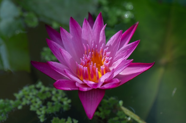 Flor de lírio de água de lótus rosa close-up