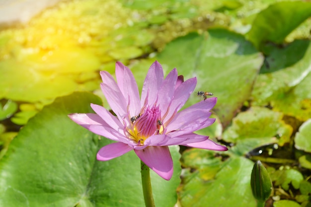 Flor de lírio de água-de-rosa e roxo com as abelhas no sol