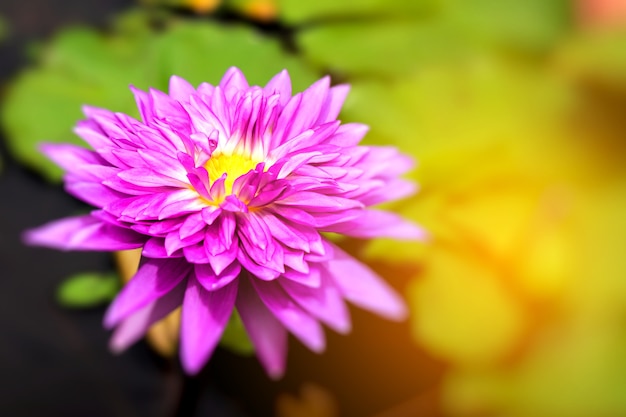 Flor de lírio de água-de-rosa na lagoa de manhã