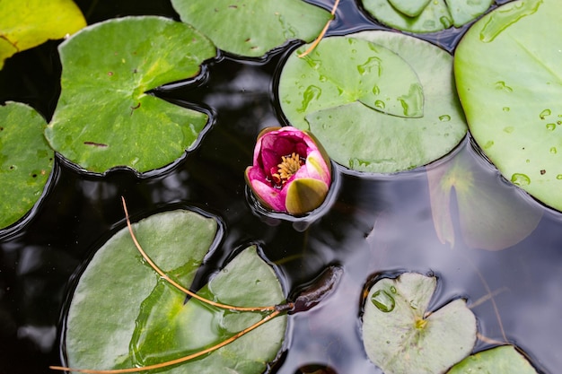 Flor de lírio de água na lagoa Folhas de lírio de água na água no dia de verão