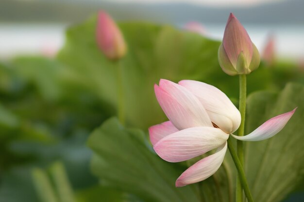 Foto flor de lírio de água rosa em um fundo de grandes folhas verdes