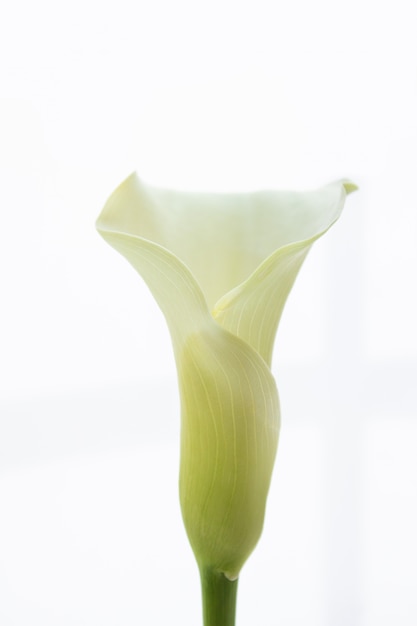 Flor de lírio de calla em uma parede escura