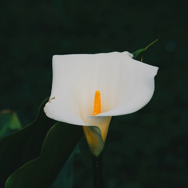 Flor de lírio de calla