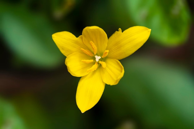 Flor de lírio de chuva amarela com seu pólen fresco close-up foto