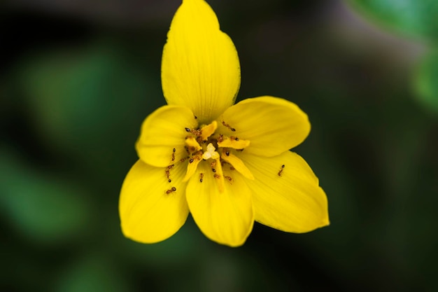 Flor de lírio de chuva amarela com seu pólen fresco close-up foto