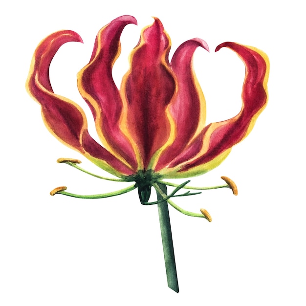 Flor de lírio de fogo gloriosa vermelha com ilustração em aquarela de folhagem tropical da selva isolada