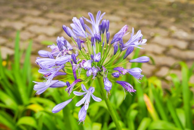 Flor de lírio do nilo, agapanthus ou flores de lírio africano no jardim.