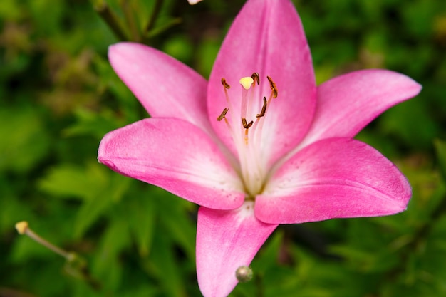 flor de lírio floresce no jardim, close-up no fundo da folhagem