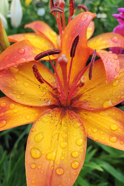 Flor de lírio Jardinagem Uma planta com flores Um cartão de felicitações