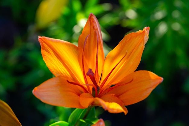 Flor de lírio laranja florescendo em um fundo verde em uma fotografia macro de dia ensolarado de verão.