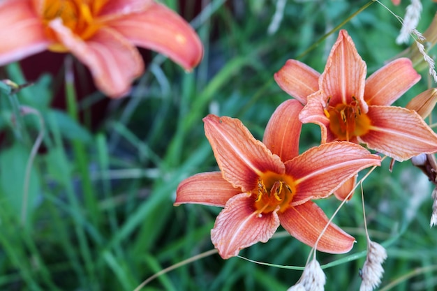 Foto flor de lírio laranja ou lírio-tigre com uma vegetação luxuriante