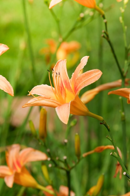 flor de lírio laranja