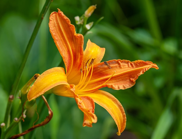 Foto flor de lírio laranja