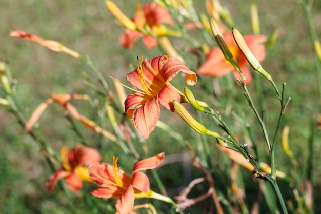 Flor de lírio laranjaamarelocloseup