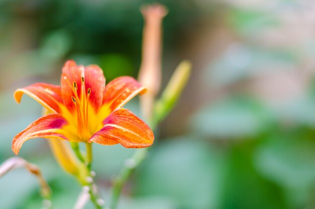 Flor de lírio na rua em um dia ensolarado.