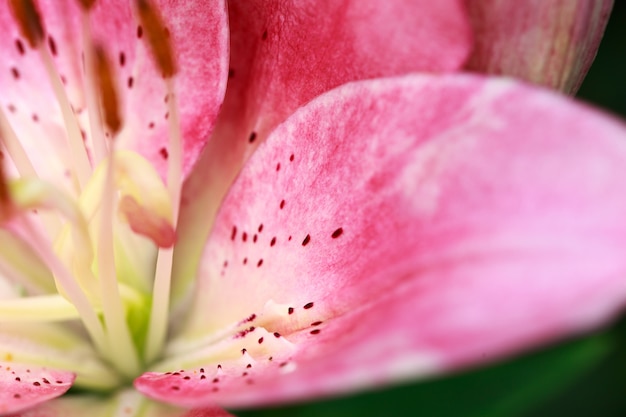 Foto flor de lírio rosa close up