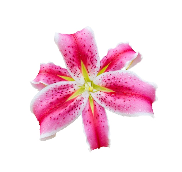 Flor de lírio rosa isolada em branco