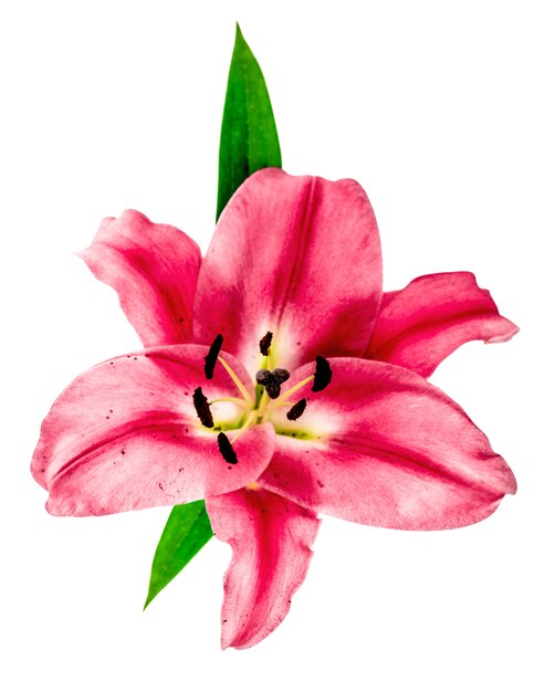 Flor de lírio rosa isolada no fundo branco. cabeça de flor fresca