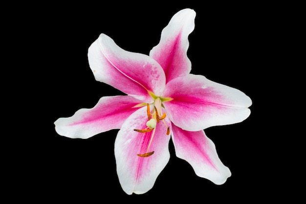 Foto flor de lírio rosa linda isolada em um fundo preto com espaço de cópia. feche a flor do lírio isolada sobre o preto com traçado de recorte.