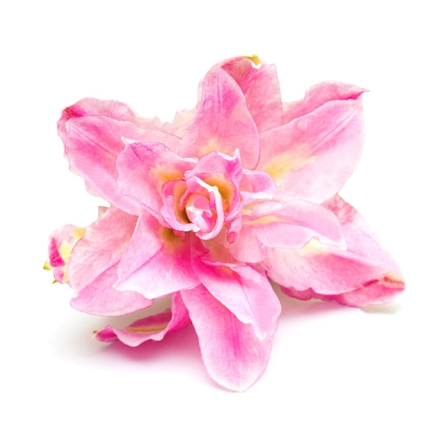 Flor de lírio rosa Roselily Samantha isolada no fundo branco. Camada plana, vista superior