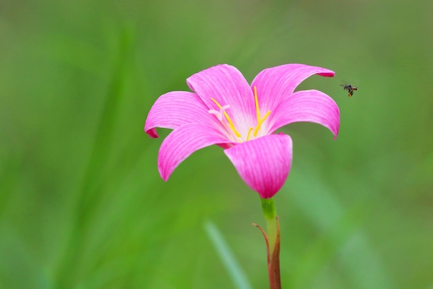 Flor de lírio rosa sobre fundo verde natural